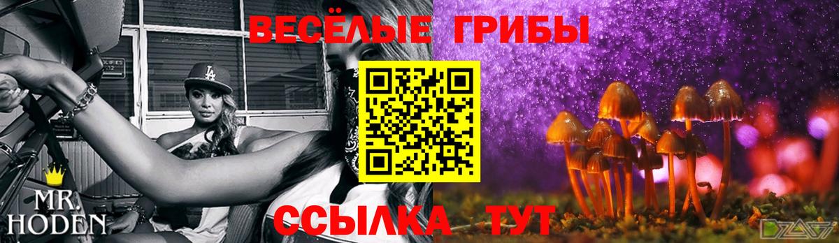 Галлюциногенные грибы Psilocybe Вологда